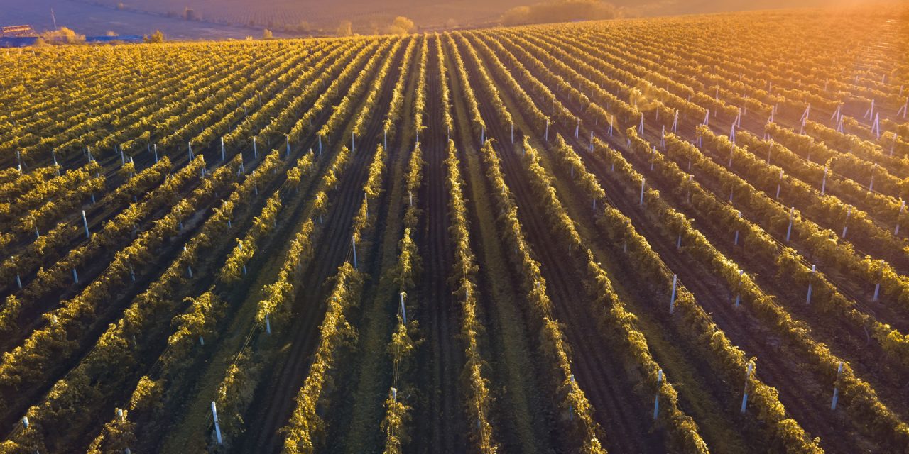 VIGNETI E FRANTOI